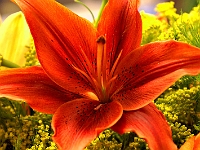 Lilly 2
